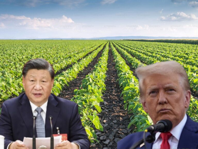 china-plan-to-destroy-us-crops-using-toxic-fungus-fusarium-head-blight-know-about-it-2025-06-3094c9450c8640bc67a31e27d0419d5a7062952068581692134.jpg