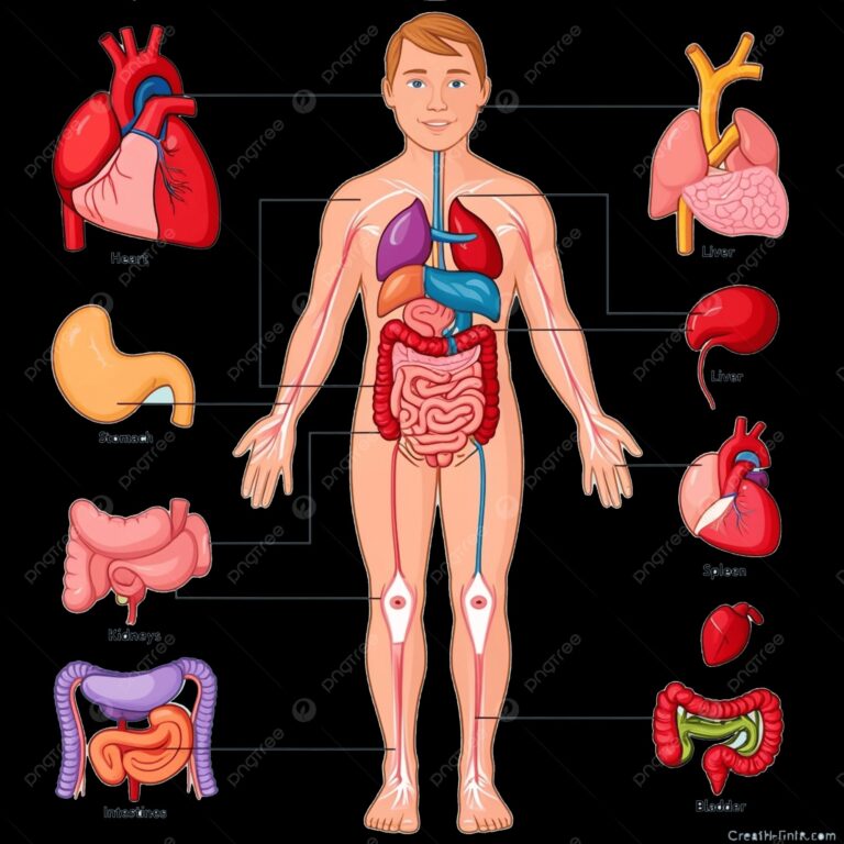pngtree-colorful-medical-diagram-of-the-human-body-with-labeled-organs-for-png-image_20507020-11552374940089637382.jpg